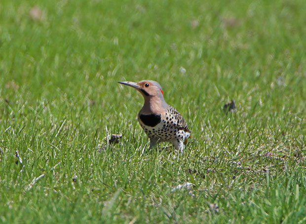 A northern flicker standing in a yard.